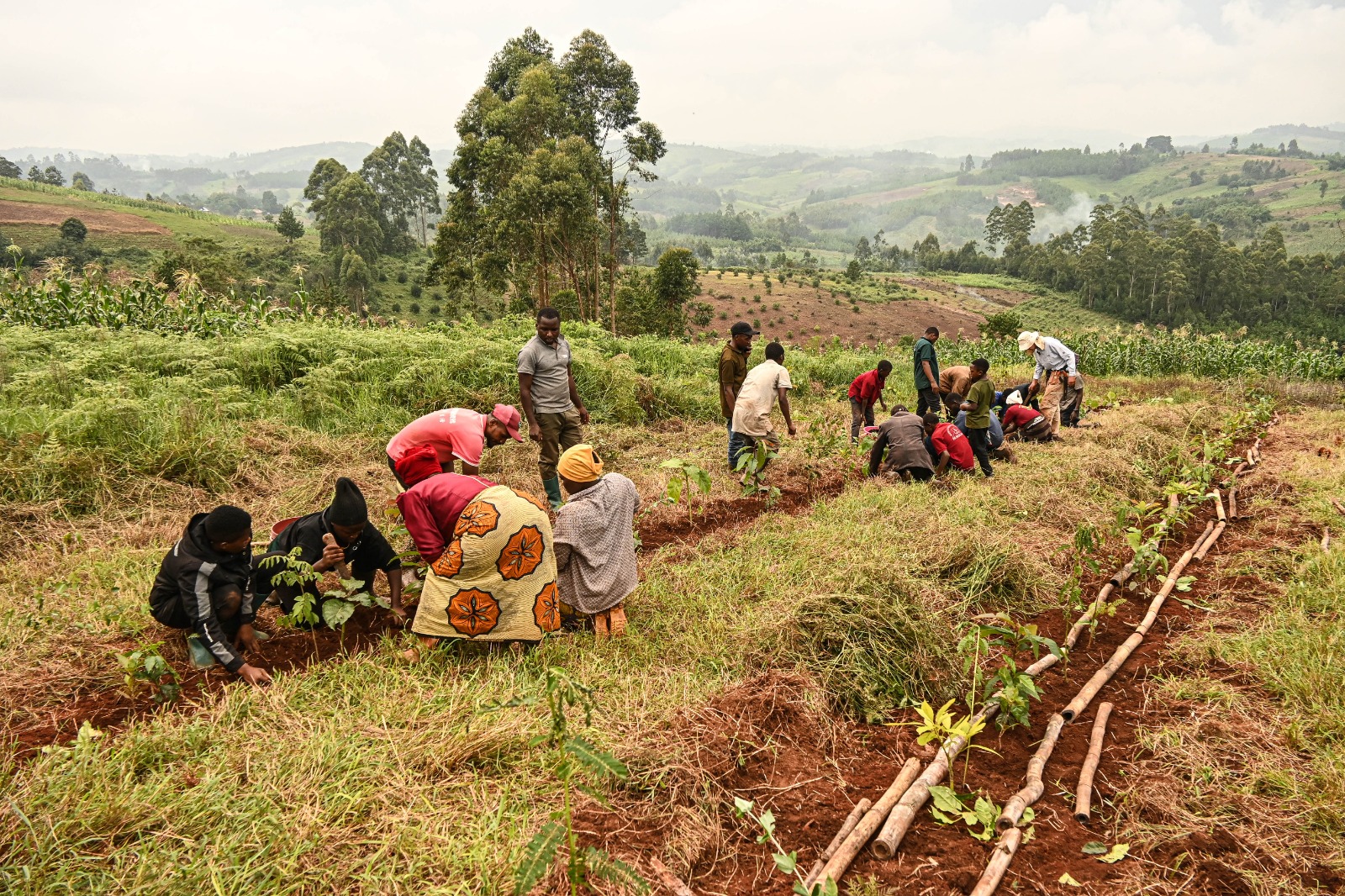 Du betrachtest gerade 18. März 2026 – Wiederaufforstung / Syntropischer Agroforst