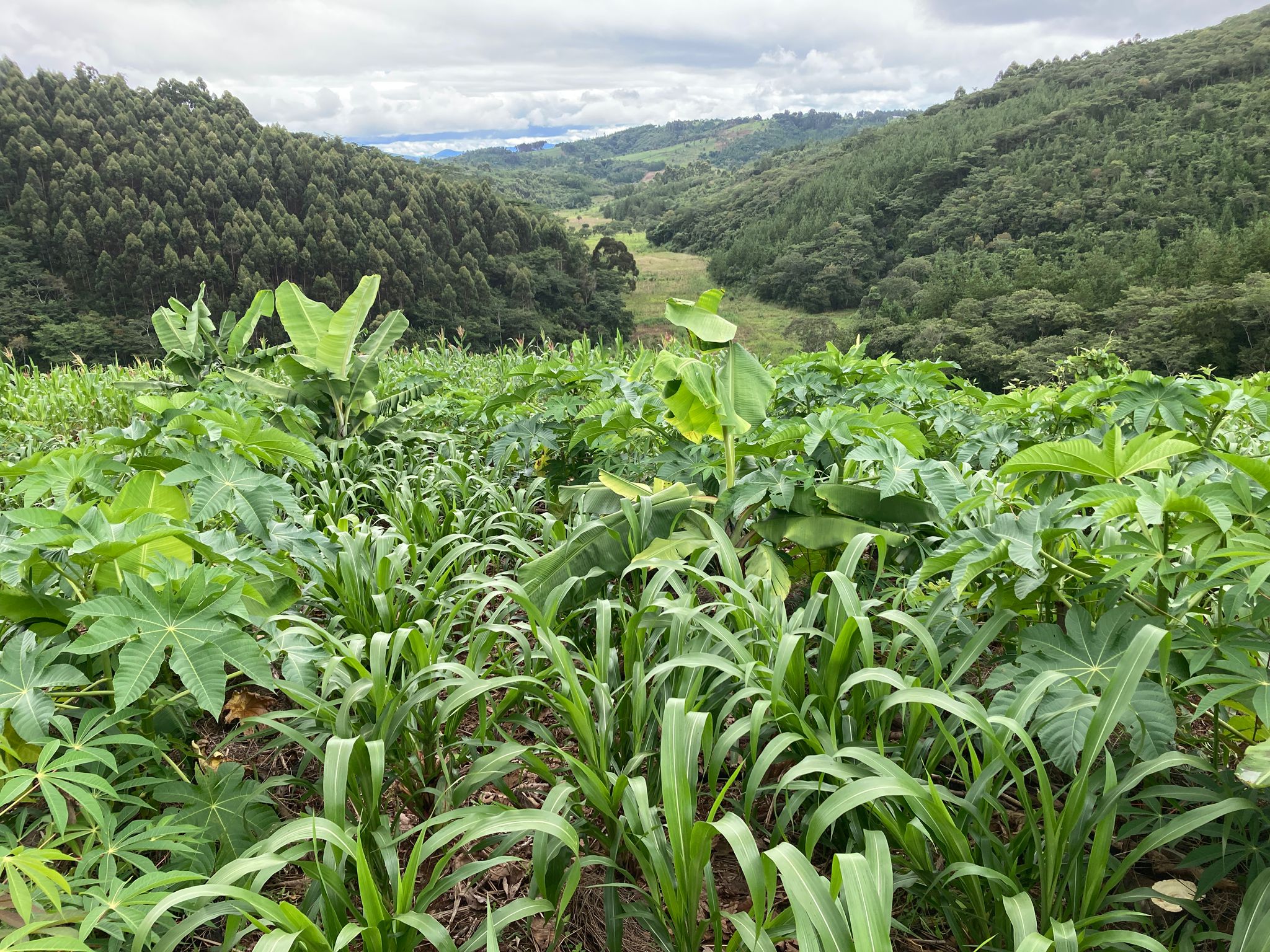 Du betrachtest gerade 21. März 2026 – Schulungsfarm Makungu bei Kilolo