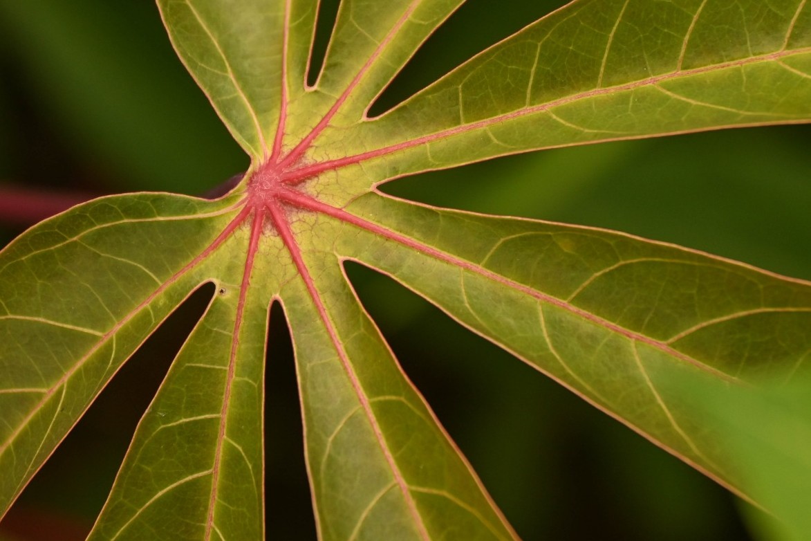 Du betrachtest gerade 22. März 2026 – Rückfahrt nach Mdabulo